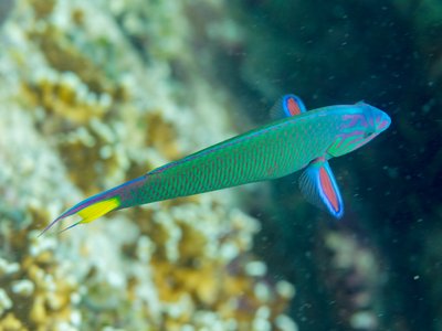Lunar Wrasse
