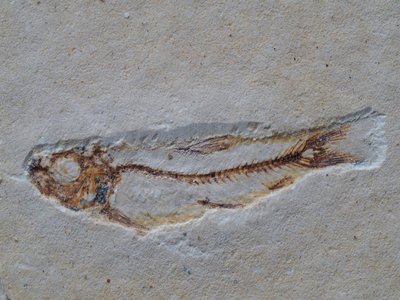 Lusitanichthys