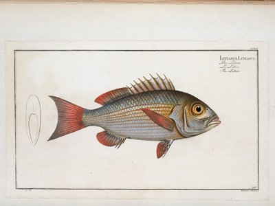 Lutianus
