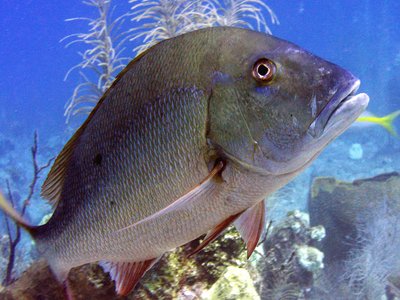 Lutjanus analis