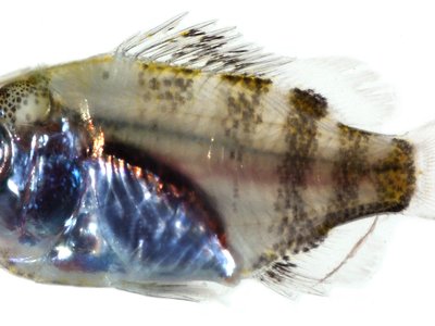 Lutjanus apodus