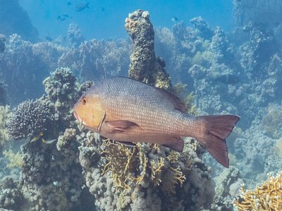 Lutjanus bohar