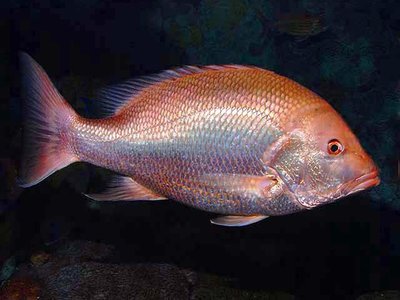 Lutjanus campechanus