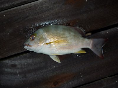 Lutjanus fulvus