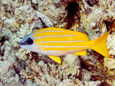 Lutjanus kasmira