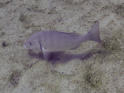 Lutjanus novemfasciatus