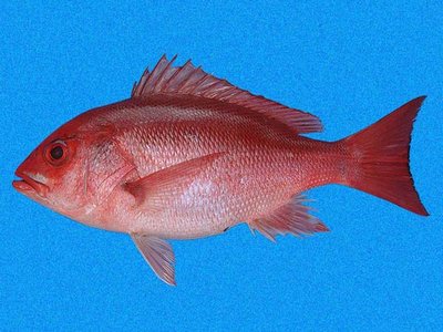 Lutjanus peru