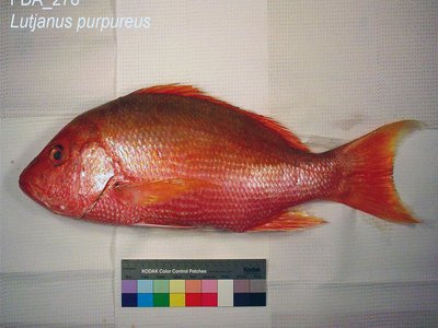 Lutjanus purpureus