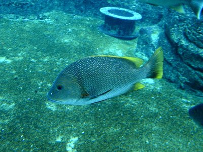 Lutjanus rivulatus
