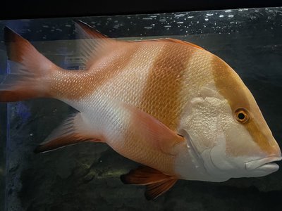 Lutjanus sebae