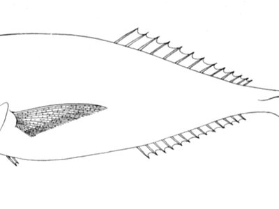 Luvarus imperialis