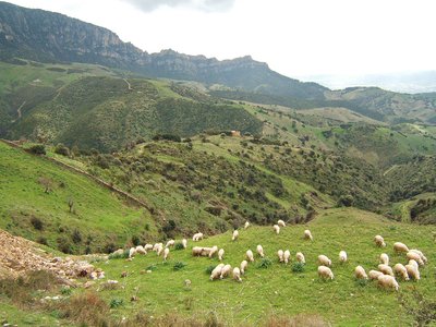Luvula