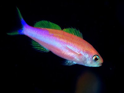 Luzonichthys
