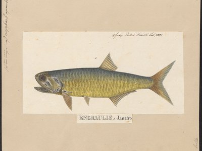 Lycengraulis