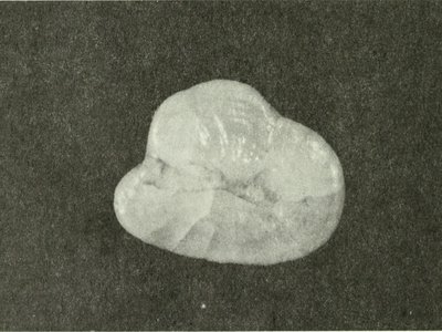 Lycodapus
