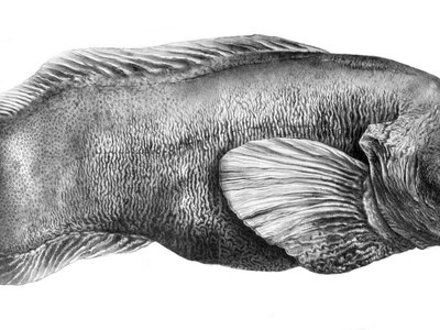 Lycodes reticulatus