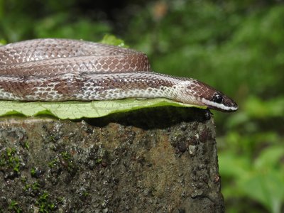 Lycodon