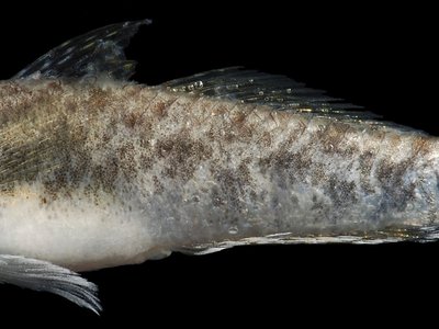 Lyre Goby
