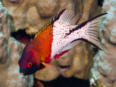 Lyretail Hogfish