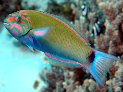 Lyretail Wrasse
