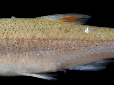 Lythrurus