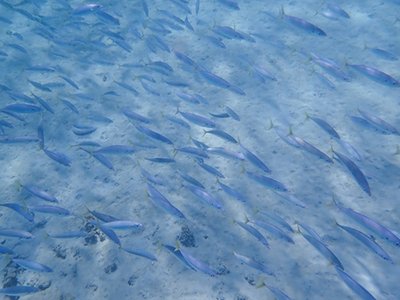 Mackerel Scad