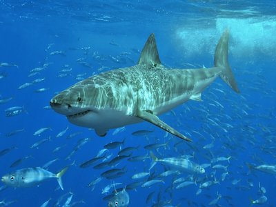 Mackerel Shark