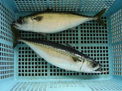 Mackerel