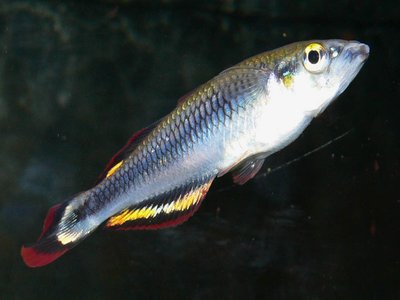 Madagascar Rainbowfish