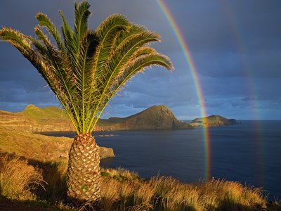 Madeira Ray