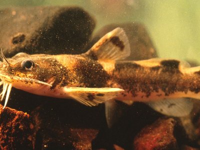 Madtom Catfish