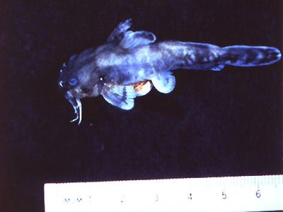Madtom
