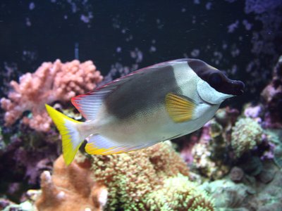 Magnificent Rabbitfish
