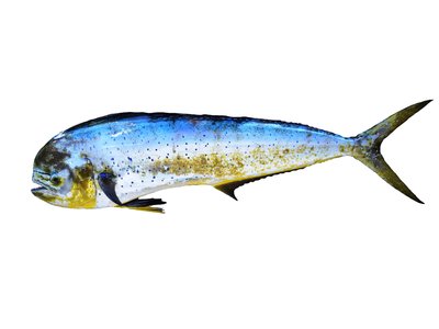 Mahimahi