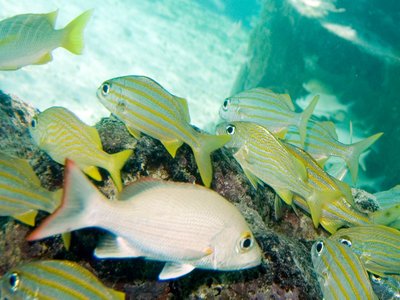 Mahogany Snapper