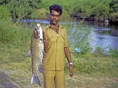 Mahseer