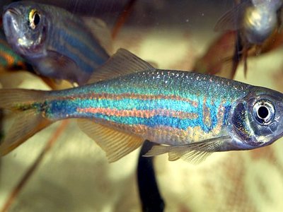 Malabar Danio