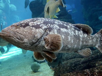 Malabar Grouper