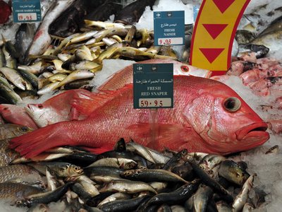 Malabar Snapper