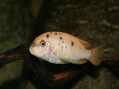 Malawi Cichlid