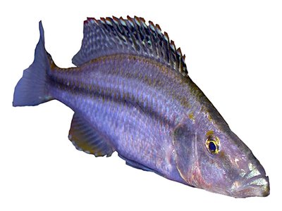 Malawi Eyebiter