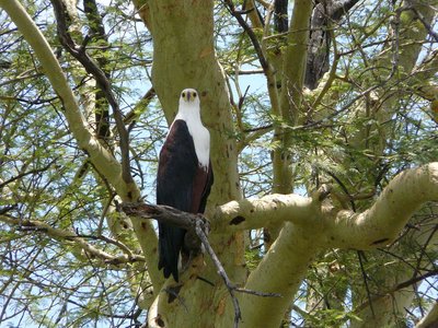 Malawi Perch