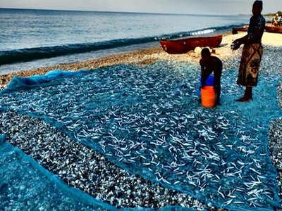 Malawi Sardine