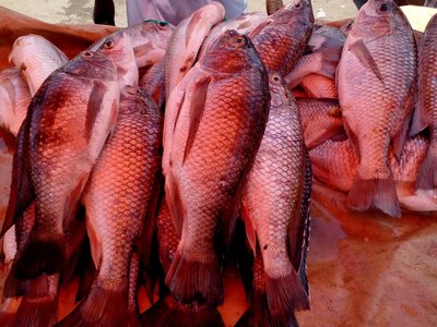 Malawi Tilapia