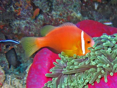 Maldive Anemonefish