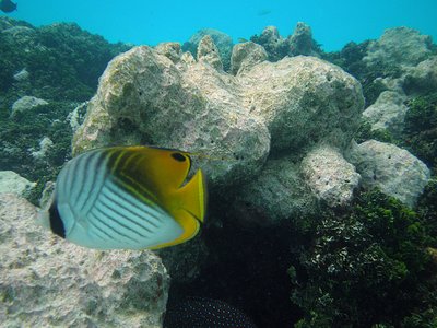Maldive Butterflyfish
