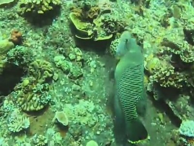 Maldive Napoleon Wrasse