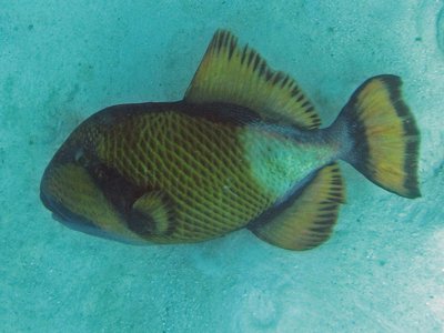 Maldive Triggerfish