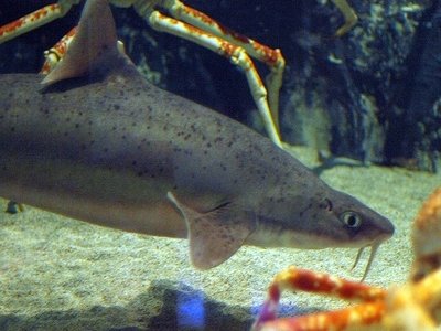 Mandarin Dogfish