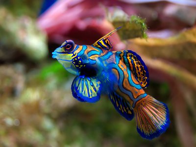 Mandarin Dragonet